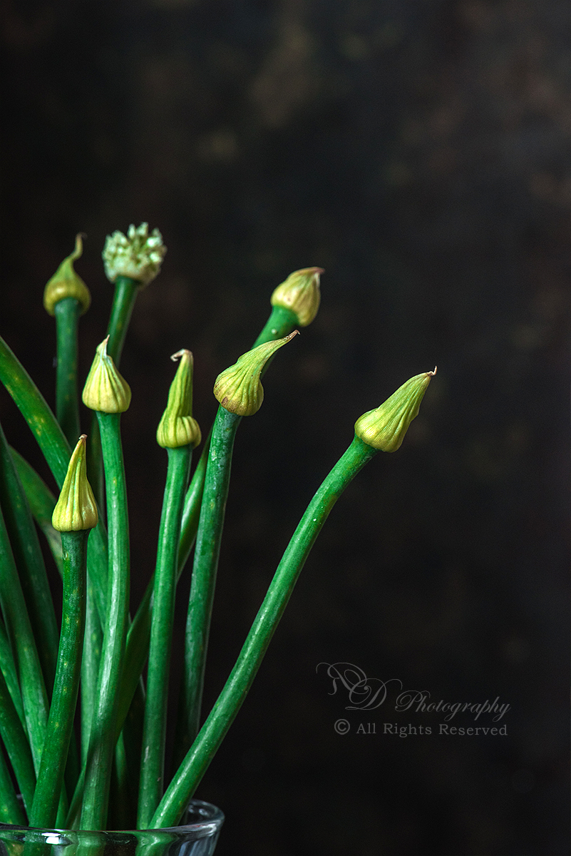 Onion Flower Stalk Food Photography Styling