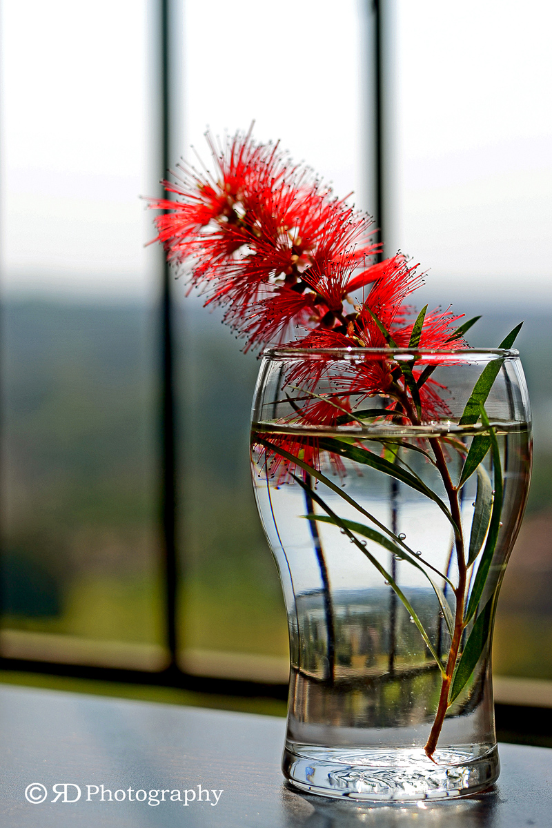 Wild flower in a glass